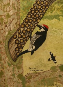 AcornWoodpecker