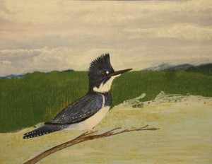 BeltedKingfisher