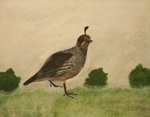 CaliforniaQuail_Female