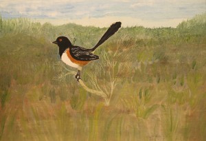 ChedwinkTowhee