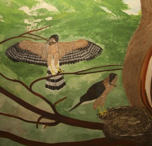 CoopersHawk