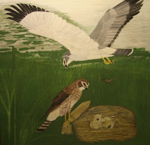 MarshHawk