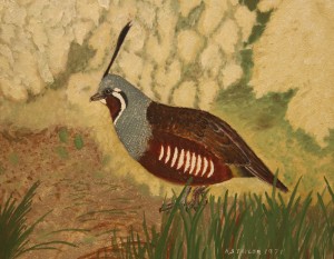 MountainQuail