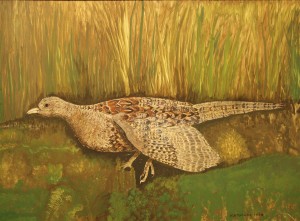 Pheasant_Female