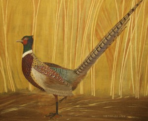 Pheasant_Male