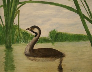 RedBilledGrebe