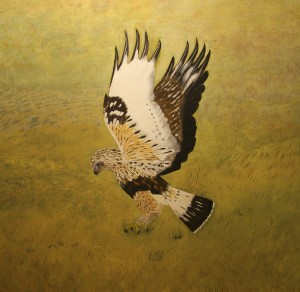 RoughLeggedHawk