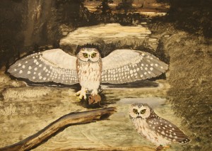 SawWhetOwl