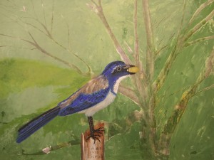ScrubJay