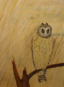 ShortEaredOwl