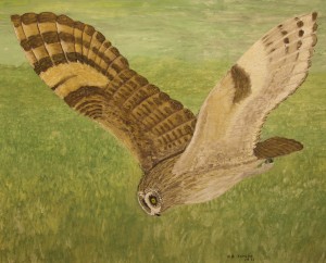 ShortEaredOwl_2