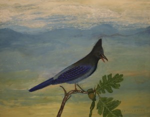 StellersJay