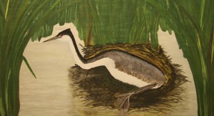 WesternGrebe