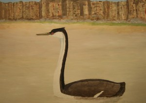 WesternGrebe_2